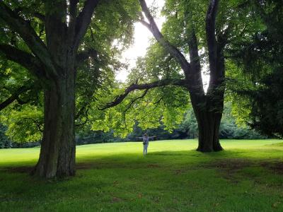 Bäume im Park